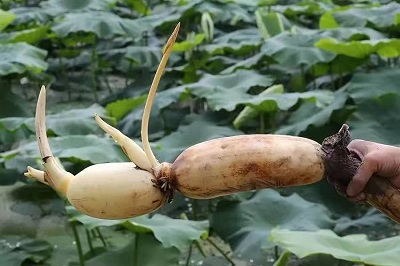 華逸府聯(lián)手湖北洪湖藕、江永芋頭，為您帶來健康原生態(tài)食材